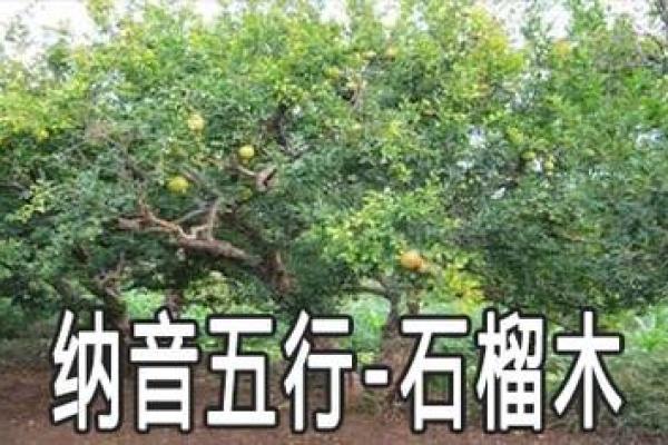 如何通过土马命与合适命理搭档,提升生活与事业运势 如何通过土马命与合适命理搭档,提升生活与事业运势