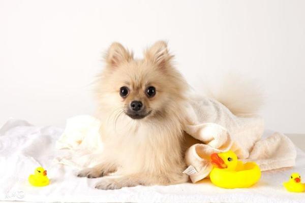 属狗少年:17岁命运与人生的启示 属狗少年:17岁命运与人生的启示