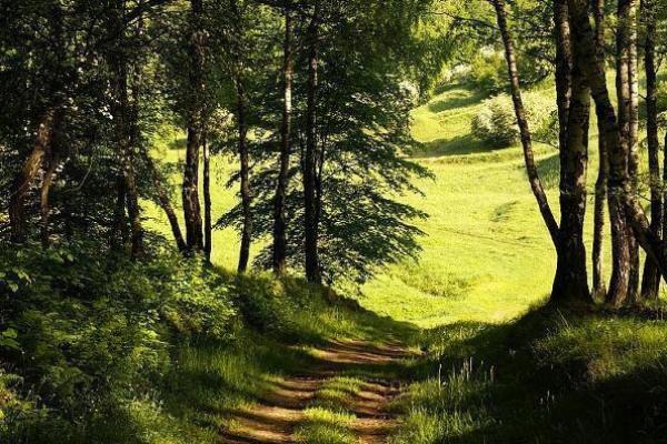 三十八岁生肖揭示命运之谜:让我们一起探索人生的轨迹! 三十八岁生肖揭示命运之谜:让我们一起探索人生的轨迹!