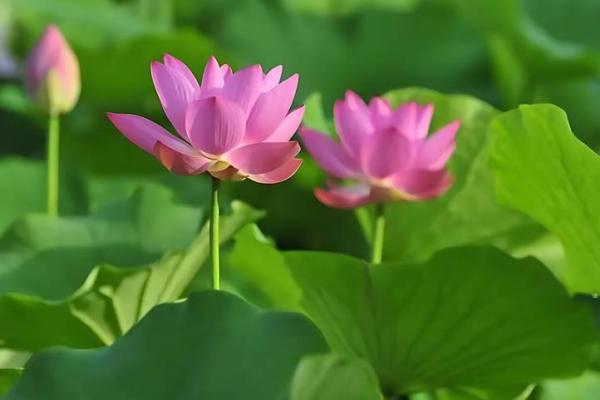 农历十二月属狗之命,快乐与守护的完美结合 农历十二月属狗之命,快乐与守护的完美结合