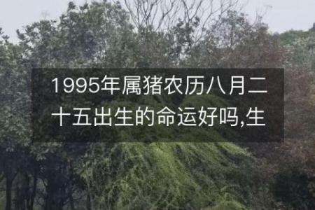 属猪1983：命运的多重面纱与辉煌人生的启示