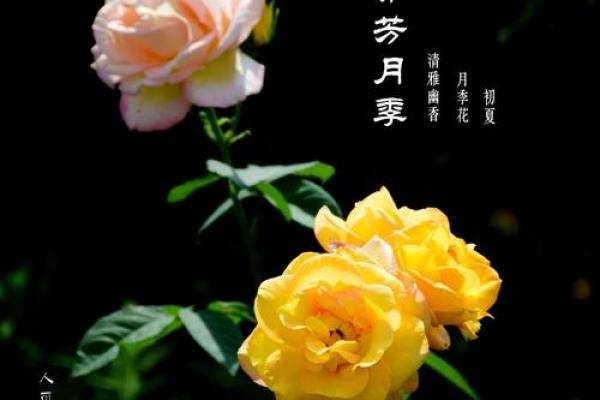 守己如命:一场关于自我的深刻探寻与实践 守己如命:一场关于自我的深刻探寻与实践