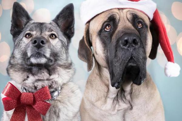 生肖狗27岁后如何迎接命运转折与转变 生肖狗27岁后如何迎接命运转折与转变