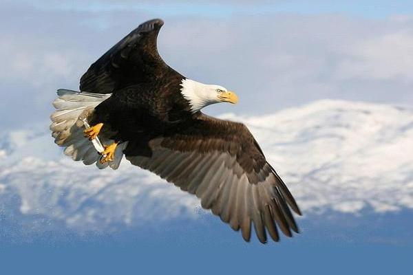 揭开百羽之命命格的神秘面纱:探寻命运与自我成长的契机 揭开百羽之命命格的神秘面纱:探寻命运与自我成长的契机