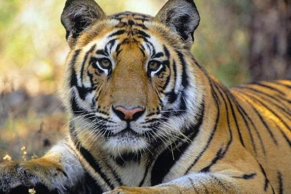 属虎正月十八的命运与性格：揭开神秘的命格面纱