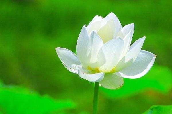 女水命的贵人是什么命?探究水的魅力与人生智慧 女水命的贵人是什么命?探究水的魅力与人生智慧