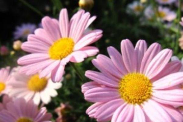 属兔火命转运首饰推荐:开启幸运人生的神秘钥匙 属兔火命转运首饰推荐:开启幸运人生的神秘钥匙