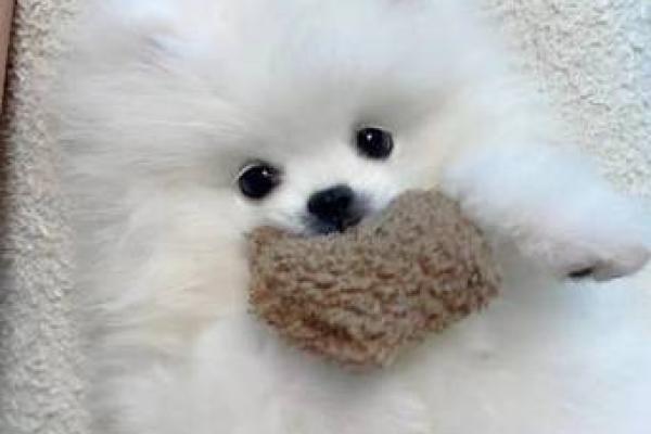 狮子座变狗:命运转变与心理探秘之旅 狮子座变狗:命运转变与心理探秘之旅