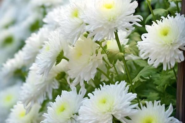 蒲公英的土命:生命的坚韧与希望之花 蒲公英的土命:生命的坚韧与希望之花