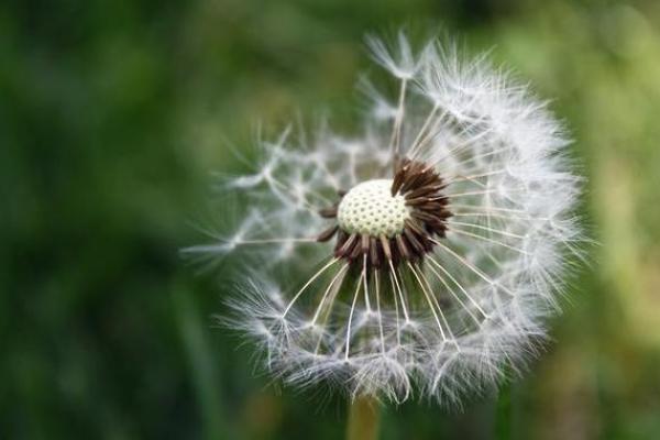 蒲公英的土命:生命的坚韧与希望之花 蒲公英的土命:生命的坚韧与希望之花