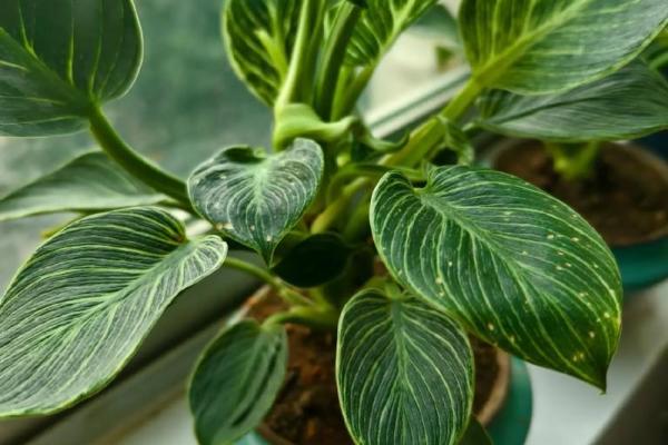 男命八字缺水,养什么植物最合适? 男命八字缺水,养什么植物最合适?