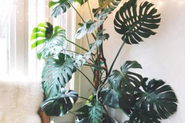 什么花象征富贵命,带你了解家居花卉的选择与布置 什么花象征富贵命,带你了解家居花卉的选择与布置