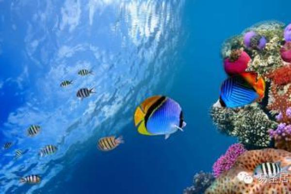 属牛人木命:如何选择今年吉利颜色,助你好运连连! 属牛人木命:如何选择今年吉利颜色,助你好运连连!