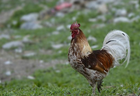 属鸡男性中午出生解析：命运与性格的深度剖析