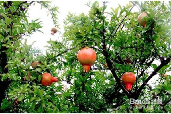 石榴木命的男人适合养什么,掌握五大宠物选择秘诀! 石榴木命的男人适合养什么,掌握五大宠物选择秘诀!