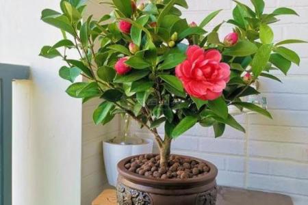 什么花象征富贵命，带你了解家居花卉的选择与布置