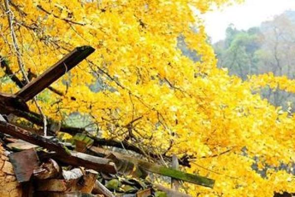 属猪40岁水命解析:如何在生活中寻找和谐与快乐 属猪40岁水命解析:如何在生活中寻找和谐与快乐