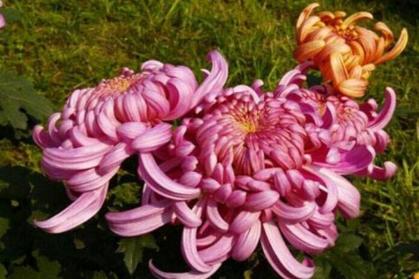 属羊女生的幸运色与命运之色解析,让你的人生更加精彩! 属羊女生的幸运色与命运之色解析,让你的人生更加精彩!