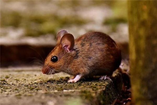 属鼠女性五月生：探寻她们的命运与性格奥秘