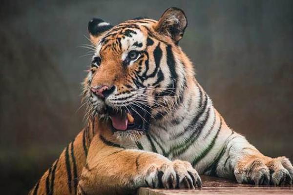 三十六岁属虎的命好:人生巅峰的秘密与机遇解析 三十六岁属虎的命好:人生巅峰的秘密与机遇解析