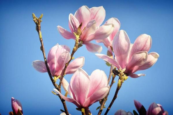 属鸡大泽士命的转运法则与时尚选择