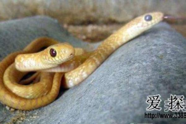 蛇男五月初十:命运之谜与人生哲学探索 蛇男五月初十:命运之谜与人生哲学探索