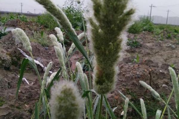 平地木命:如何为生命增添灵动与活力的名字 平地木命:如何为生命增添灵动与活力的名字