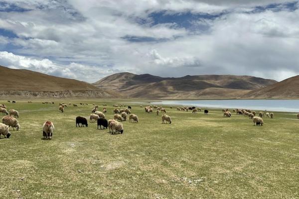 属羊人一生中最怕的命运与挑战:解读性格与运势的交织关系 属羊人一生中最怕的命运与挑战:解读性格与运势的交织关系