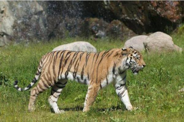 属虎的74年是什么命？探索虎年的命理与个性魅力！