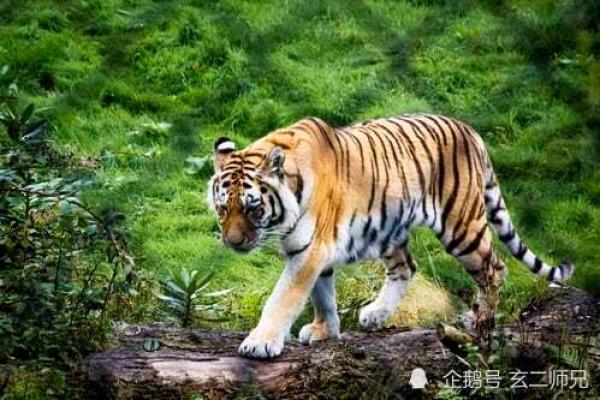 属虎的74年是什么命？探索虎年的命理与个性魅力！