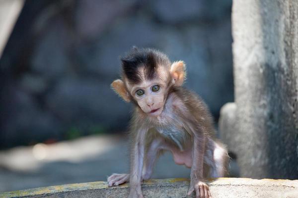 属猴晚上7点半出生的人命理解析:如何运势与性格互相影响? 属猴晚上7点半出生的人命理解析:如何运势与性格互相影响?