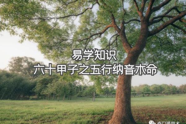 桑树木命与八字命理的完美结合 - 寻找最佳命格之道 桑树木命与八字命理的完美结合 - 寻找最佳命格之道