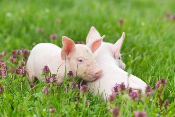 属狗与属猪的五行命理解析:如何找到人生的方向与机遇 属狗与属猪的五行命理解析:如何找到人生的方向与机遇