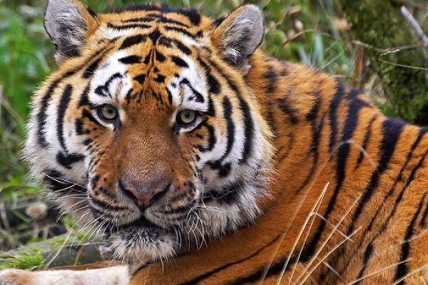 属虎巳时出生的命运分析:如何解锁自己的潜力与成功之道 属虎巳时出生的命运分析:如何解锁自己的潜力与成功之道