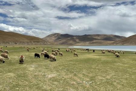 属羊人一生中最怕的命运与挑战：解读性格与运势的交织关系