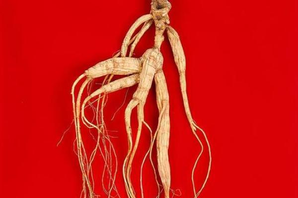 人参的神奇力量:为什么它能在危急时刻保命? 人参的神奇力量:为什么它能在危急时刻保命?