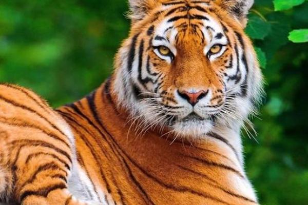 属虎男生最好的命运：勇敢追梦，成就非凡人生！