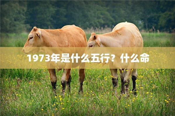 属狗人的五行命理解析:探寻忠诚背后的秘密力量 属狗人的五行命理解析:探寻忠诚背后的秘密力量