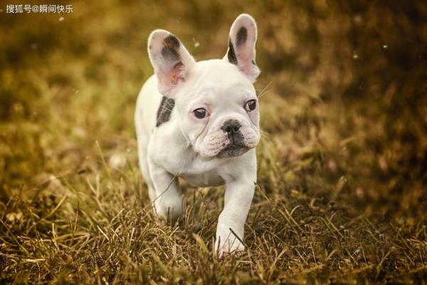 属狗金命适合养什么:让你的宠物带来好运与快乐! 属狗金命适合养什么:让你的宠物带来好运与快乐!