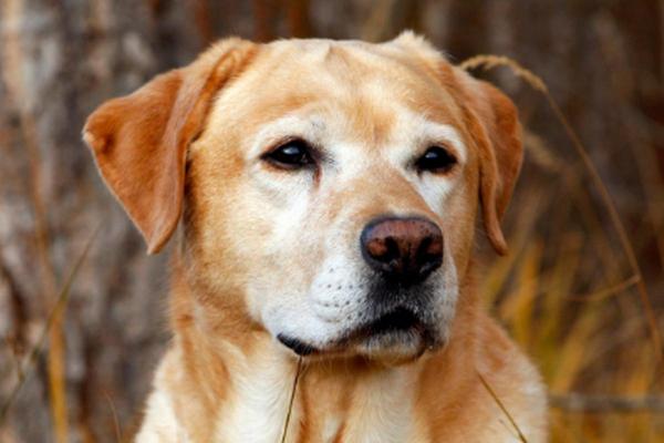 属狗17岁命运解析:如何把握青春的方向与动力 属狗17岁命运解析:如何把握青春的方向与动力