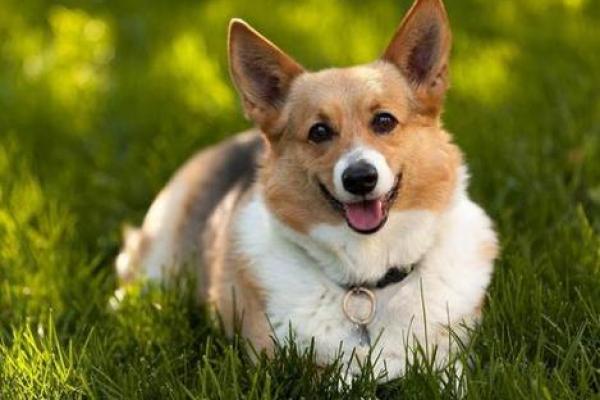 属狗17岁命运解析:如何把握青春的方向与动力 属狗17岁命运解析:如何把握青春的方向与动力