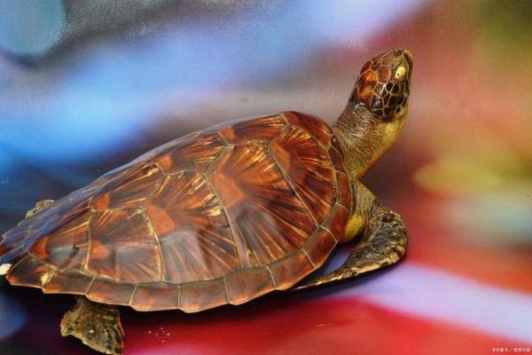 观赏鱼界的长寿之星：你知道哪种小鱼最能活多久吗？