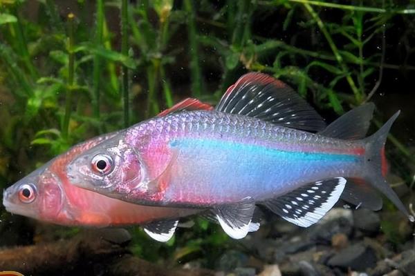 观赏鱼界的长寿之星：你知道哪种小鱼最能活多久吗？