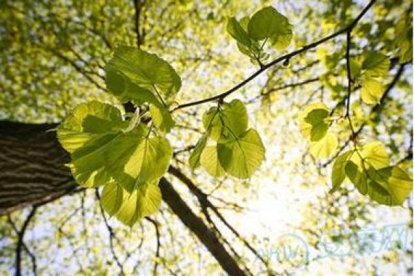 桑柘木命:让我们探索最适合的微信名选择与含义 桑柘木命:让我们探索最适合的微信名选择与含义