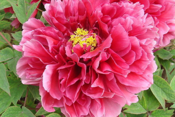 揭秘女命劫财傍身:命运与财运的深刻联系 揭秘女命劫财傍身:命运与财运的深刻联系