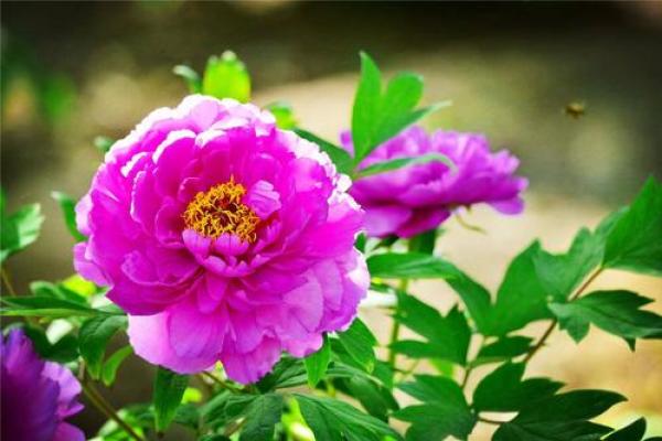 揭秘女命劫财傍身:命运与财运的深刻联系 揭秘女命劫财傍身:命运与财运的深刻联系