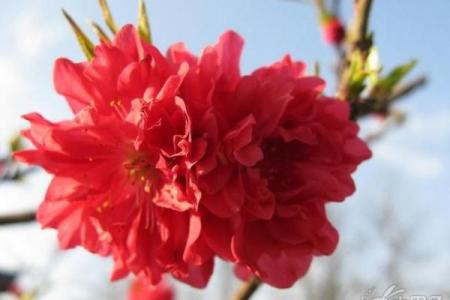 女人桃花坐命解析：揭示爱情与人际关系的奥秘