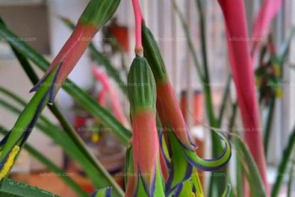 泉中水命运与花卉养护:适合种植的花卉推荐 泉中水命运与花卉养护:适合种植的花卉推荐