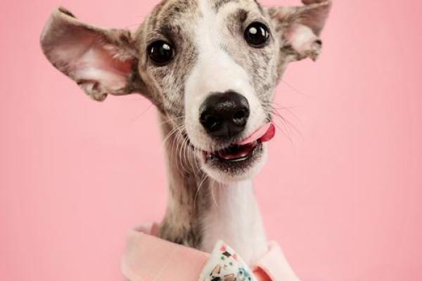 属狗的火命适合纹什么?揭秘狗年人的纹身选择! 属狗的火命适合纹什么?揭秘狗年人的纹身选择!