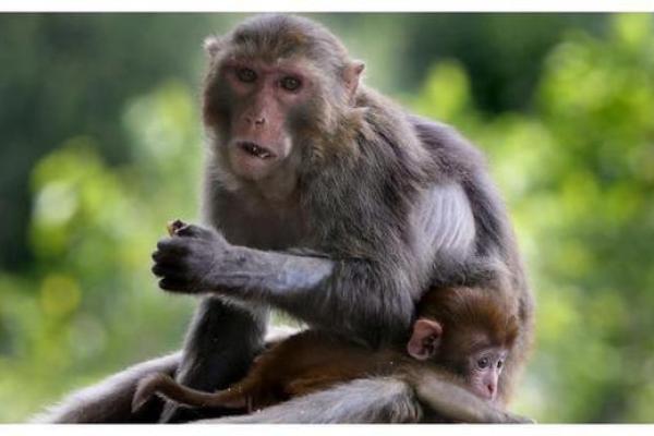 属猴金命开车颜色选择:智者的出行之路 属猴金命开车颜色选择:智者的出行之路